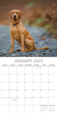 Calendars, Organisers & Planners: Labradors - 2025 Square Wall Calendar Dogs Pets Animals 16-Month Premium Planner
