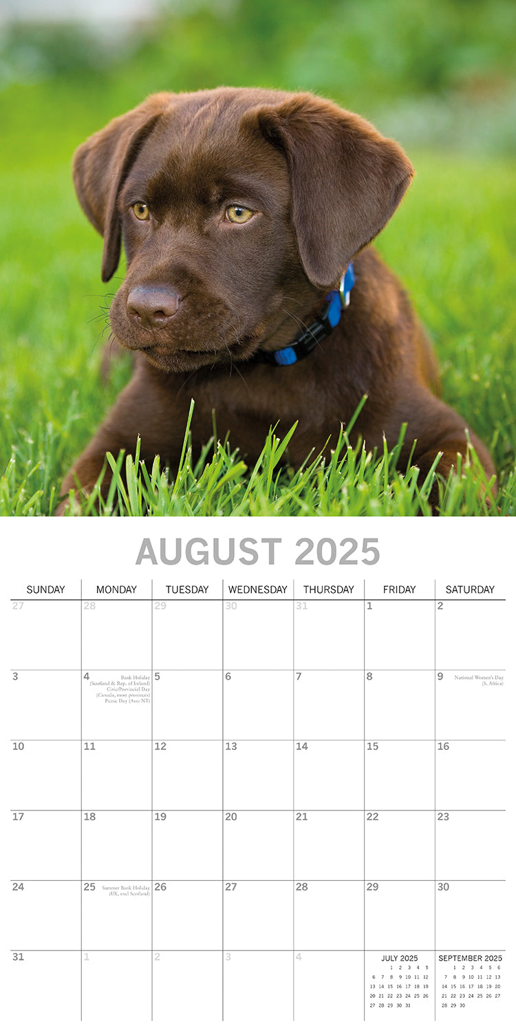 Calendars, Organisers & Planners: Labradors - 2025 Square Wall Calendar Dogs Pets Animals 16-Month Premium Planner