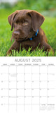 Calendars, Organisers & Planners: Labradors - 2025 Square Wall Calendar Dogs Pets Animals 16-Month Premium Planner