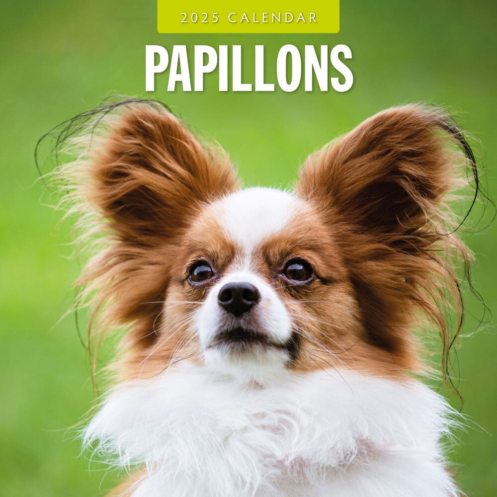 Calendars, Organisers & Planners: Papillions - 2025 Square Wall Calendar Animals 16 Months Premium Planner Gift