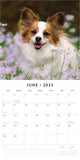 Calendars, Organisers & Planners: Papillions - 2025 Square Wall Calendar Animals 16 Months Premium Planner Gift