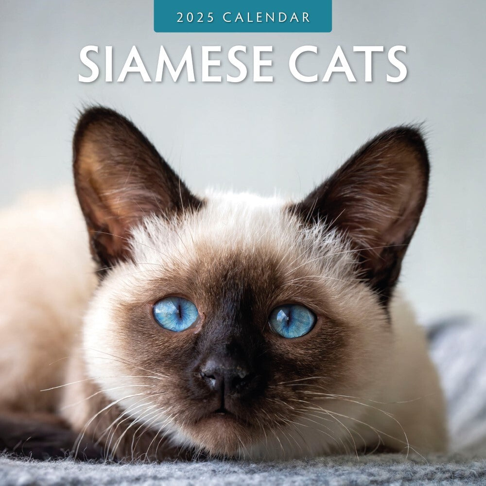 Calendars, Organisers & Planners: Siamese Cats - 2025 Square Wall Calendar Animals 16 Months Premium Planner Gift