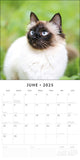 Calendars, Organisers & Planners: Siamese Cats - 2025 Square Wall Calendar Animals 16 Months Premium Planner Gift
