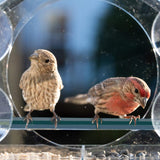 Bird Cage Accessories: Clear Acrylic Window Bird Feeder with Strong Suction Cups and Removable Seed Tray