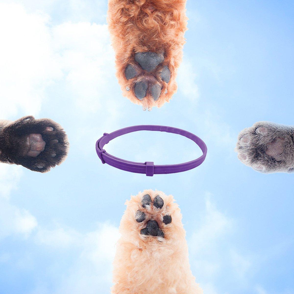 Dog Collars, Leads & Harnesses: 3/4pcs Calming Collar for Cats and Dogs Soothing Pet Relief Collar Long Lasting - 70cm-3PCS