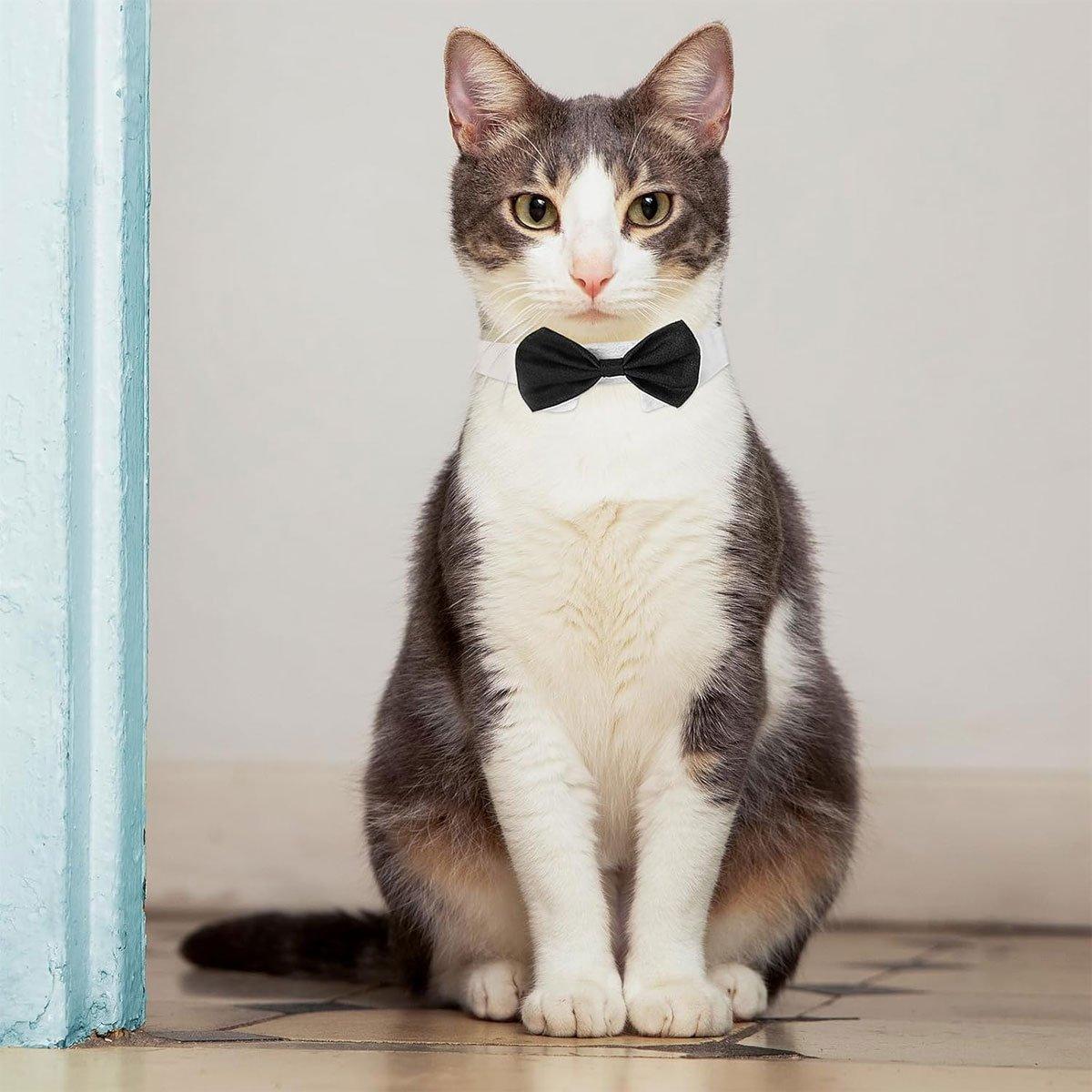 Dog Collars, Leads & Harnesses: 2pcs Pet Bow Tie Collar Dog Cat Suit Dress Accessories Adjustable Neck Strap - S