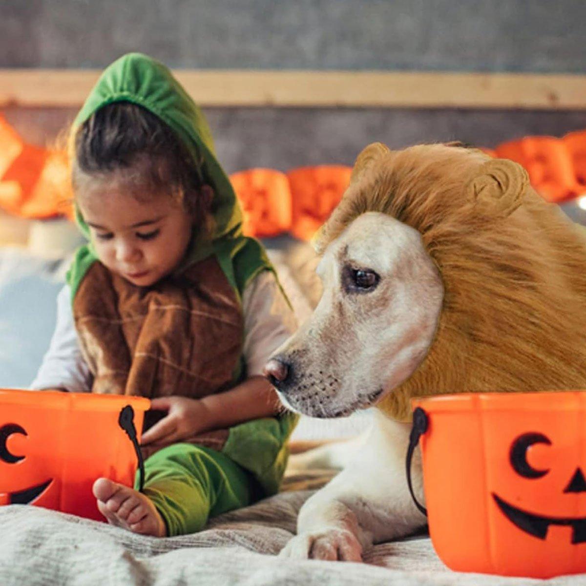 Dog Apparel: Lion Costume Mane Wig Large Dog Fancy Dress Up Party for Pet Halloween Clothes - Light Brown-L