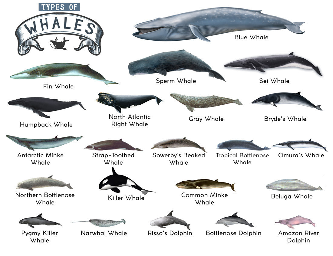 Wallpaper: TYPES OF WHALES A4 Matte Laminated Poster Print Fish - 210mm x 297mm