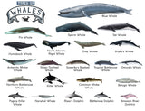 Wallpaper: TYPES OF WHALES A4 Matte Laminated Poster Print Fish - 210mm x 297mm