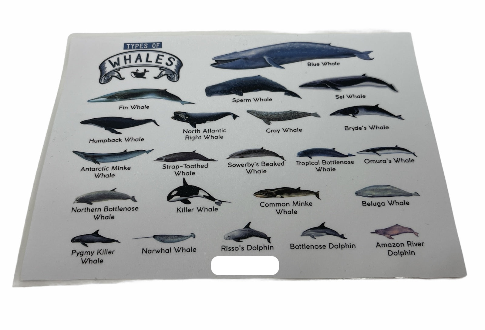 Wallpaper: TYPES OF WHALES A4 Matte Laminated Poster Print Fish - 210mm x 297mm