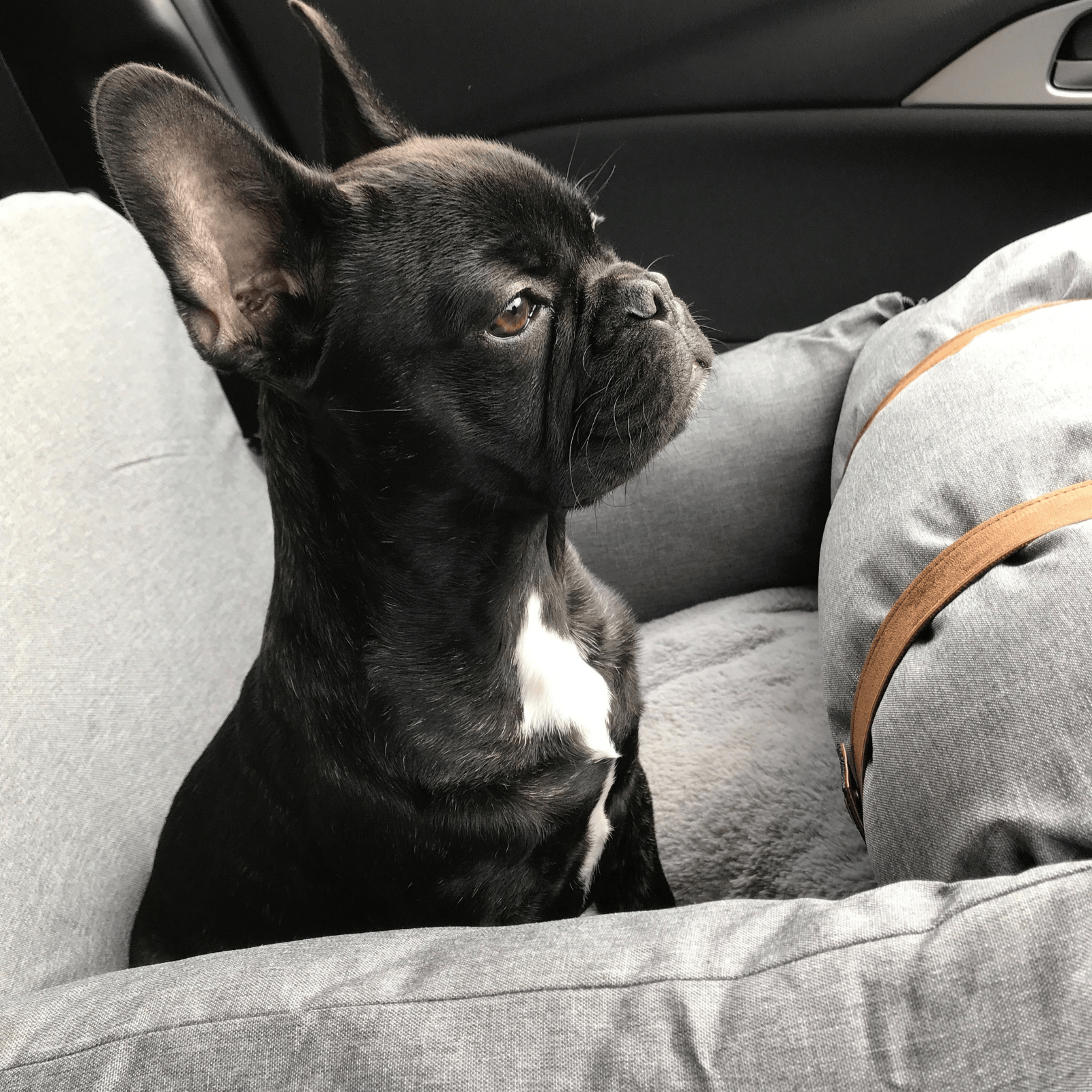Cat Carriers & Crates: Premium Dog Booster Seat for Small Pets