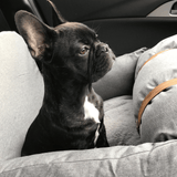 Cat Carriers & Crates: Premium Dog Booster Seat for Small Pets