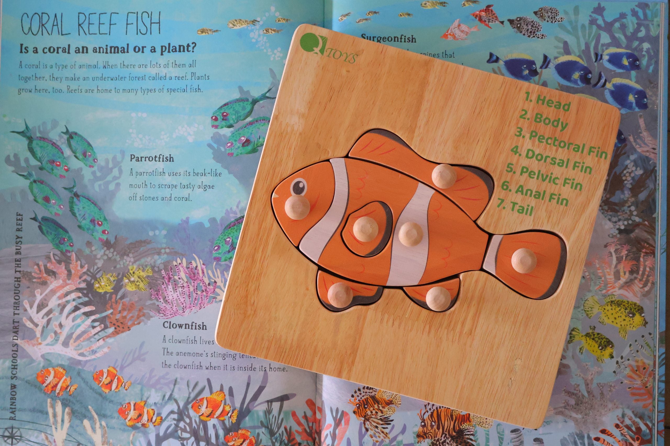 Activity Toys: Montessori Fish Knob Puzzle