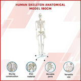 Human Skeleton Anatomical Model 180cm