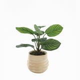 Muse Artifical Arrowroot in Ceramic Pot 34cm