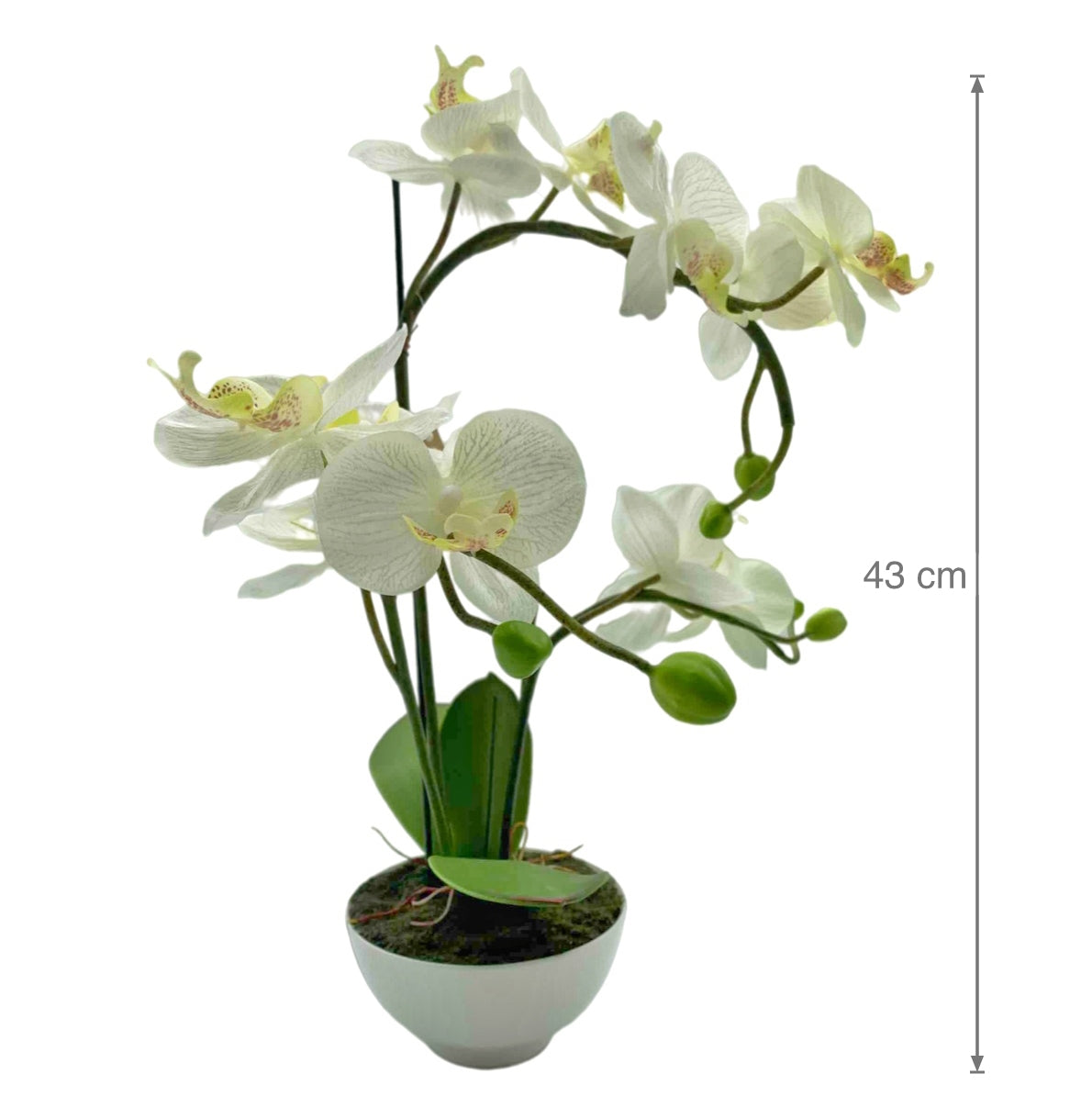 Artificial Flowers & Plants: Artificial Orchid w Ceramic Base 44cm