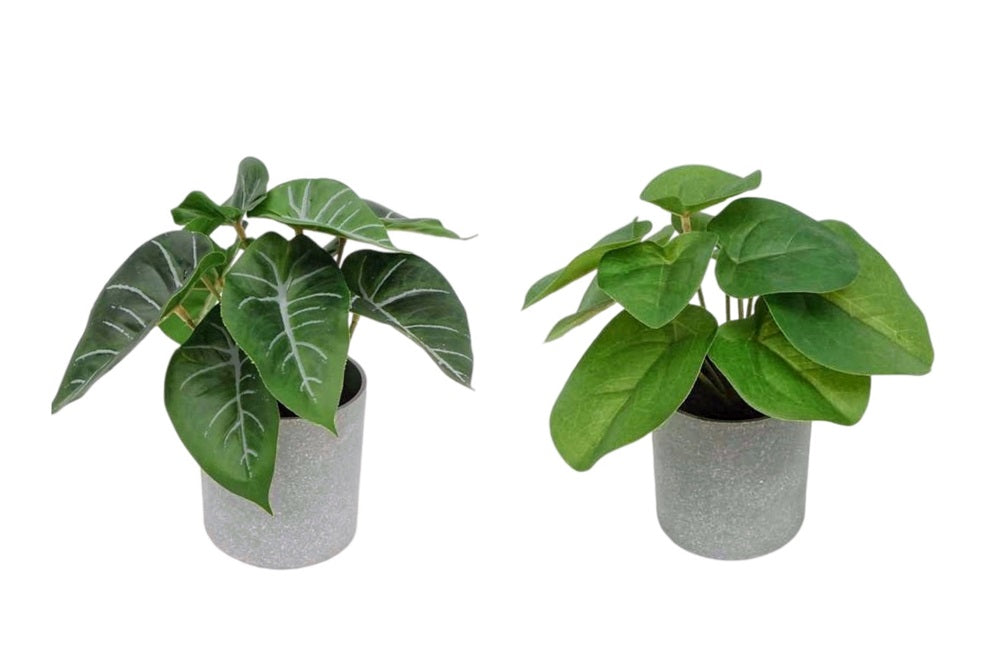 Artificial Flowers & Plants: Set 2 Artificial Syngonium & Pilea In Plastic Pot 7x17cm