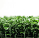 Caravan Accessories: Boxwood Hedge Screen Green Wall Panel UV Resistant 100cm x 100cm