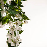 Artificial Hanging Plants: Hanging White Artificial Bougainvillea Plant UV Resistant 90cm