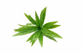 Artificial Trees: Aloe Vera Stem UV Resistant 20cm