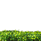 Caravan Accessories: Mixed Boxwood Hedge UV Resistant 75cm Long x 75cm High