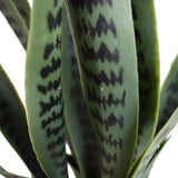 Artificial Trees: Artificial Snake Plant Sansevieria UV Resistant 60cm