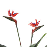 Wellness Accessories: Artificial Bird of Paradise Plant 110cm (Red Flowers)