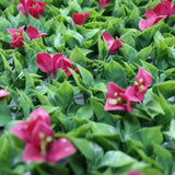 Garden Ornaments: Luxury Flowering Pink Vertical Garden / Green Wall UV Resistant 1m X 1m