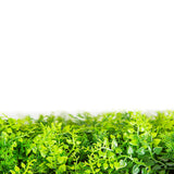 Artificial Trees: Mediterranean Fern Vertical Garden / Green Wall UV Resistant 1m x 1m