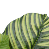 Greenhouses & Accessories: Pond Leaf Plant 110cm