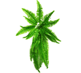 Artificial Hanging Plants: Artificial Boston Hanging Fern 102cm