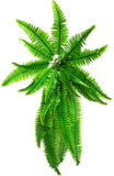 Artificial Hanging Plants: Artificial Boston Hanging Fern 102cm