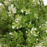 Artificial Potted Plants: Small Potted Artificial White Jade Plant UV Resistant 20cm
