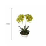 Balloons: Two Stem Butterfly Artificial Orchid Cream 50cm