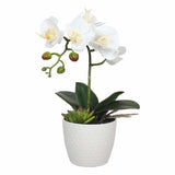Pots, Planters & Accessories: Potted Single Stem White Phalaenopsis Orchid with Decorative Pot 35cm