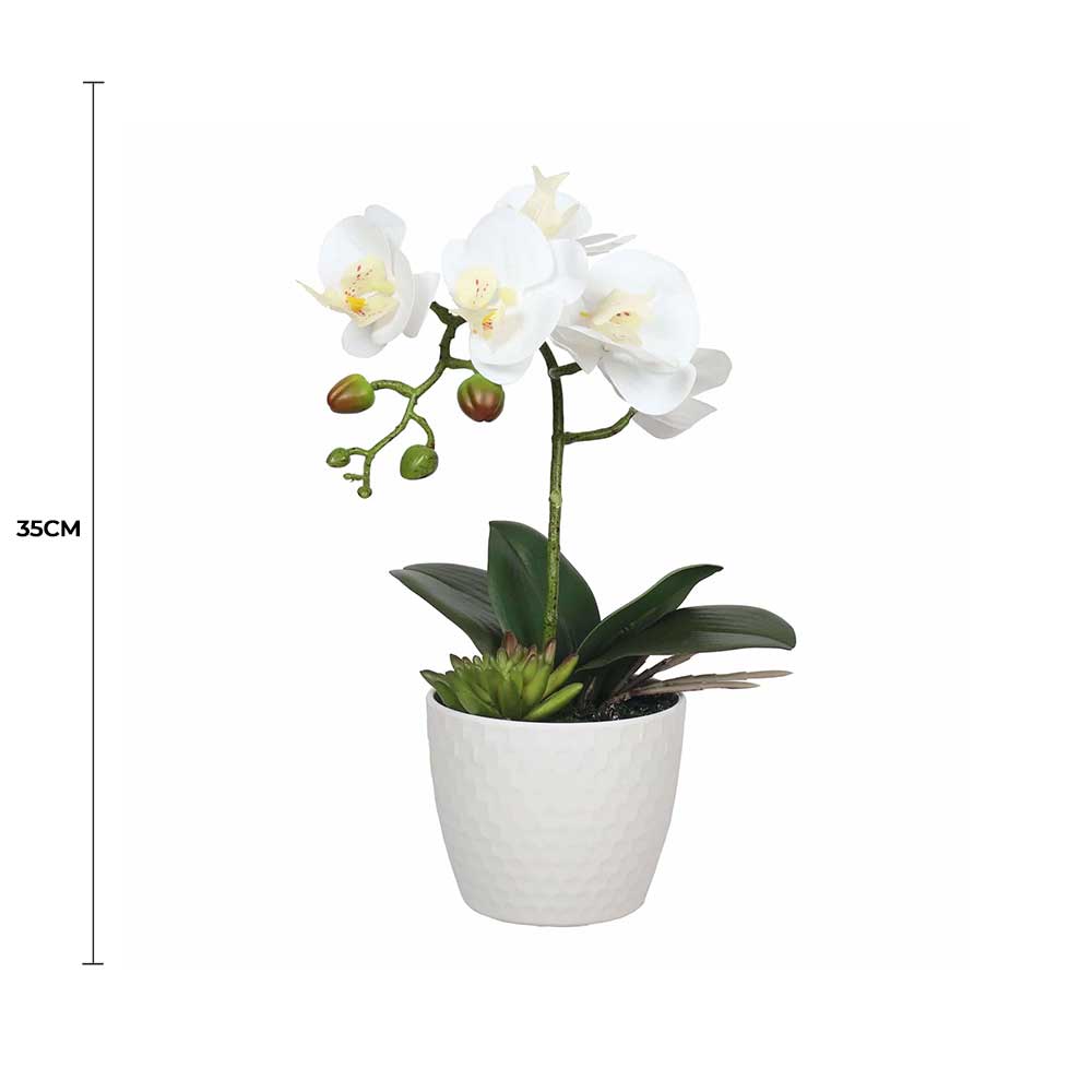 Pots, Planters & Accessories: Potted Single Stem White Phalaenopsis Orchid with Decorative Pot 35cm