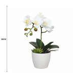 Pots, Planters & Accessories: Potted Single Stem White Phalaenopsis Orchid with Decorative Pot 35cm