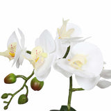 Pots, Planters & Accessories: Potted Single Stem White Phalaenopsis Orchid with Decorative Pot 35cm
