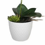 Pots, Planters & Accessories: Potted Single Stem White Phalaenopsis Orchid with Decorative Pot 35cm