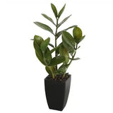 Cooking Ranges: Potted Zanzibar 46cm