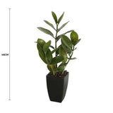 Cooking Ranges: Potted Zanzibar 46cm
