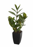 Cooking Ranges: Potted Zanzibar 46cm
