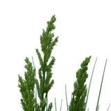 Gardening Tools: Flowering Native Grass 120cm