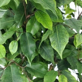 Artificial Trees: Artificial Potted Ficus Tree 160cm