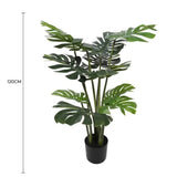 Scissors: Split Philodendron Monstera Deliciosa (Split Leaf) 120cm