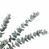 Artificial Hanging Plants: Long Artificial Eucalyptus Stem 77cm