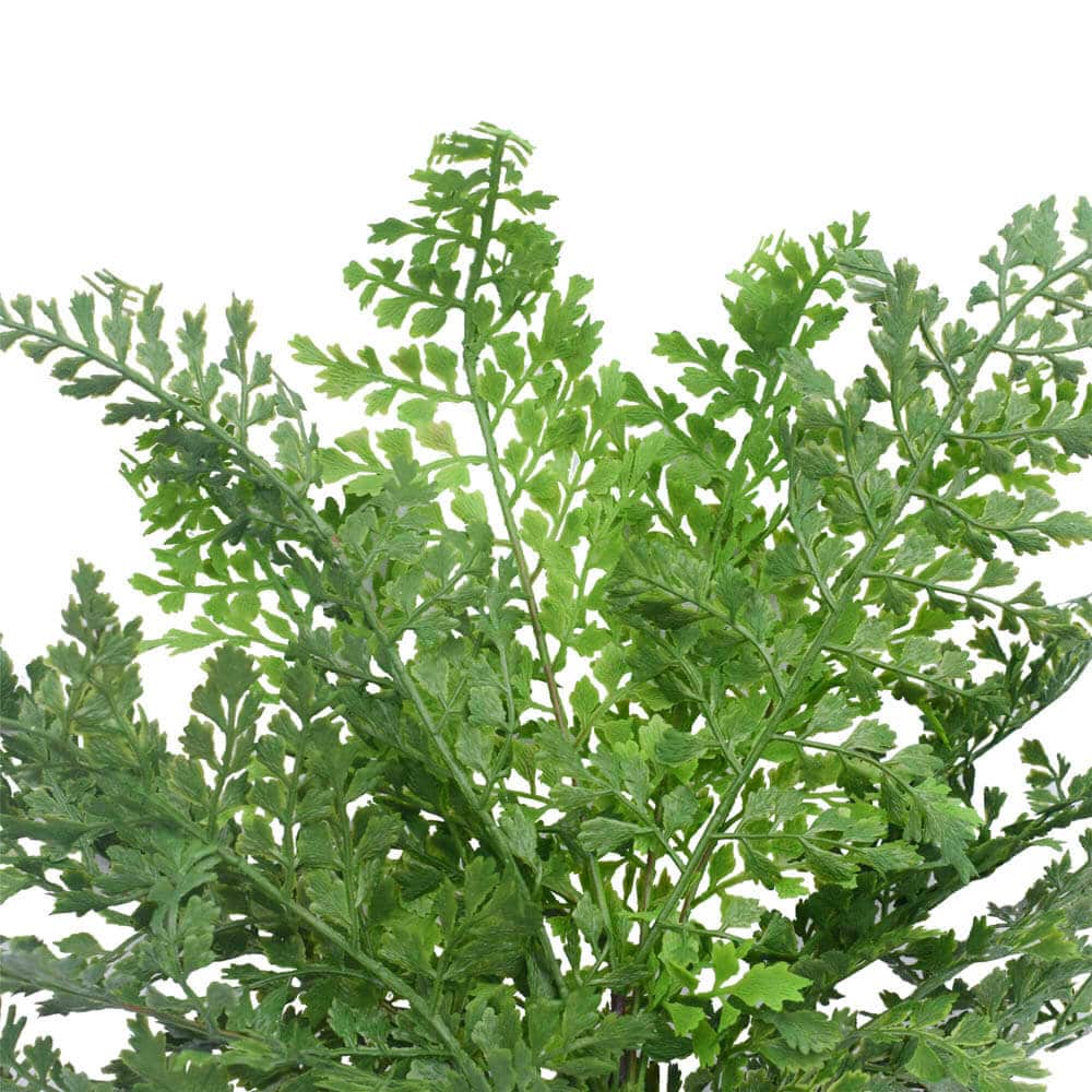 Canopies & Gazebos: Faux Maiden Hair Fern Stem 40cm