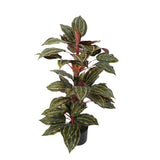 Artificial Hanging Plants: Artificial Wide Leaf Cordyline Plant 90cm