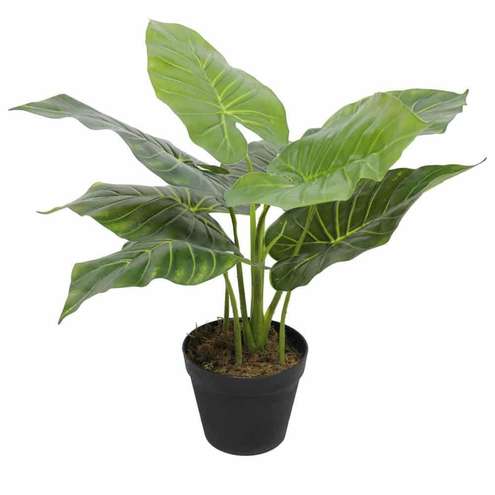 Artificial Trees: Artificial Potted Taro Plant / Elephant Ear 55cm