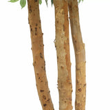 Kitchen & Bathroom DIY: Large Custom Made Ficus Tree 250cm